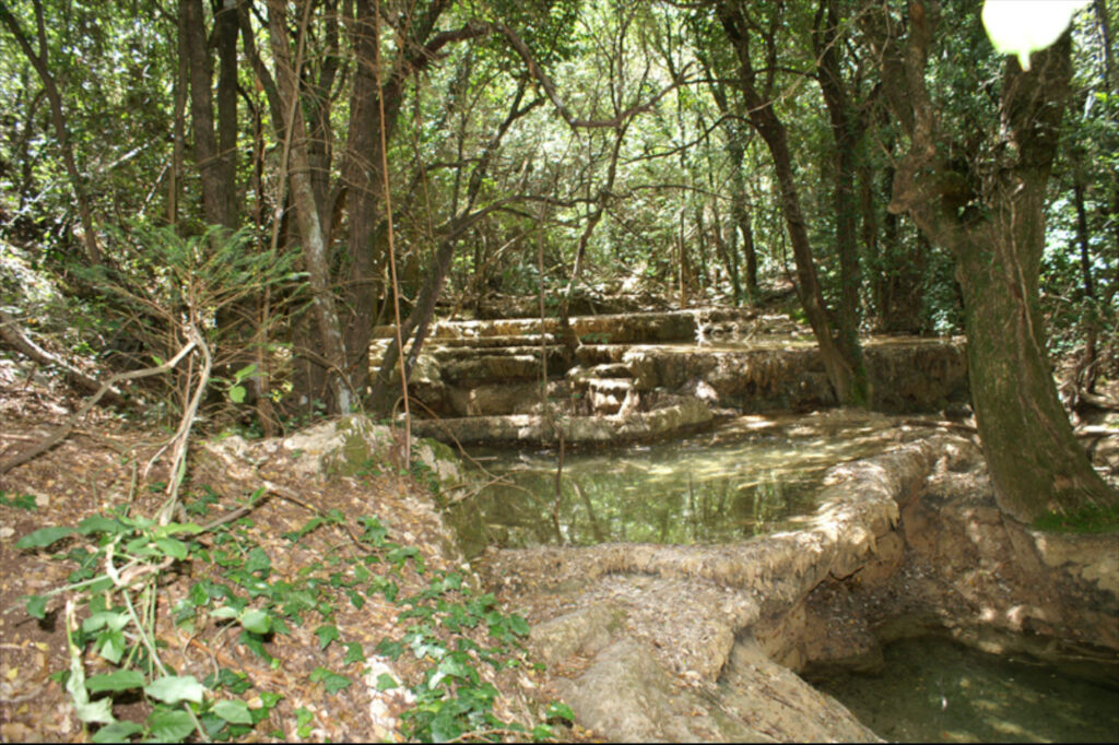 L'eau s'écoule dans des petits bassins naturels au milieu de la forêt - Agrandir l'image, fenêtre modale