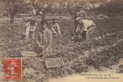 Une fille, trois hommes et une femme cueillent les fraises dans un champ - Agrandir l'image 2 sur 14, fenêtre modale