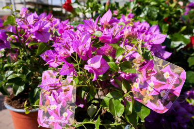 Agrandir l'image 1 sur 9, fenêtre modale