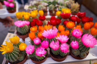 Agrandir l'image 4 sur 9, fenêtre modale