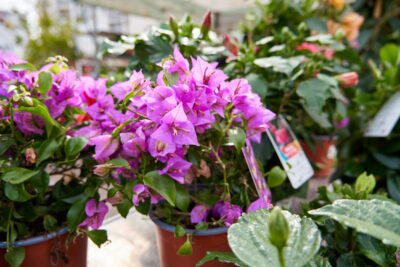 Agrandir l'image 9 sur 9, fenêtre modale