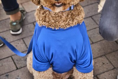 Agrandir l'image 31 sur 39, fenêtre modale