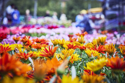 Agrandir l'image 1 sur 21, fenêtre modale