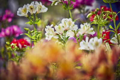 Agrandir l'image 17 sur 21, fenêtre modale