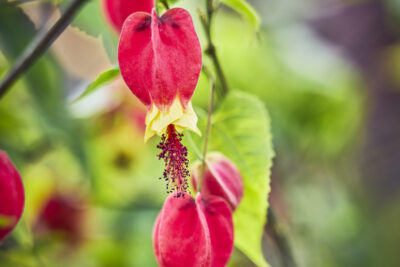 Agrandir l'image 21 sur 21, fenêtre modale