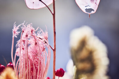 Agrandir l'image 9 sur 21, fenêtre modale