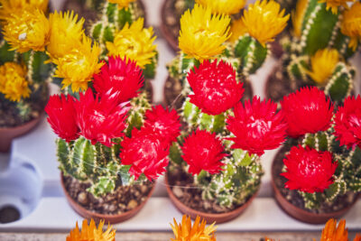 Agrandir l'image 6 sur 21, fenêtre modale