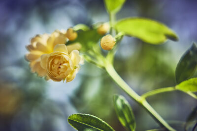 Agrandir l'image 14 sur 21, fenêtre modale