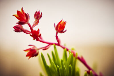 Agrandir l'image 12 sur 21, fenêtre modale