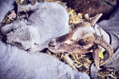 Agrandir l'image 2 sur 21, fenêtre modale